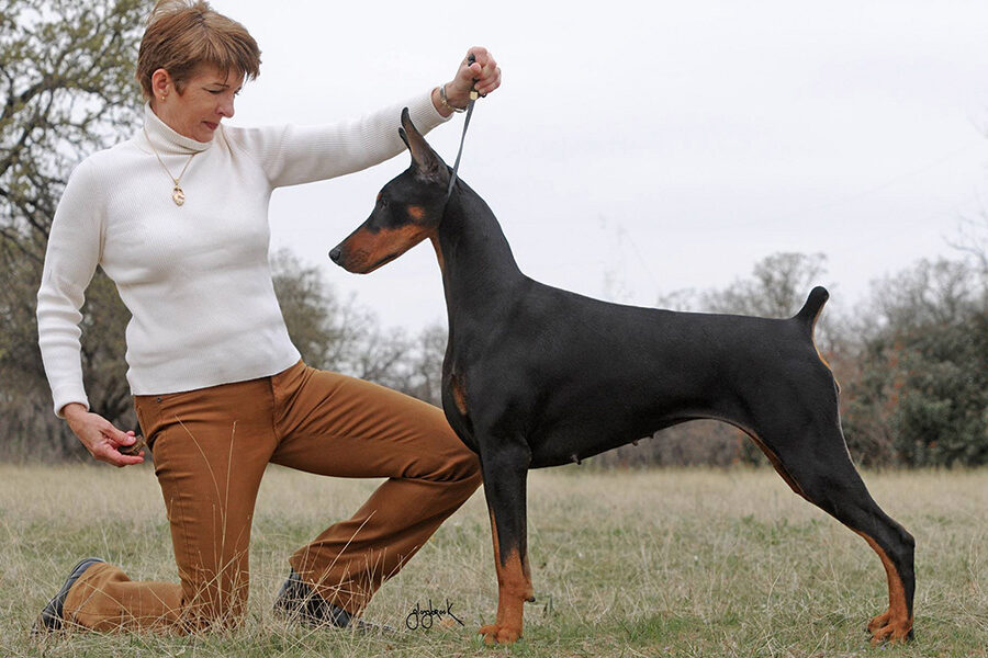 Cambria Dobermans