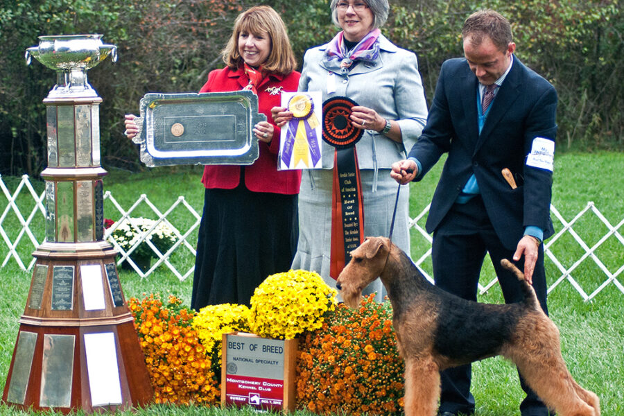 Joval Angel’s Airedale Terriers