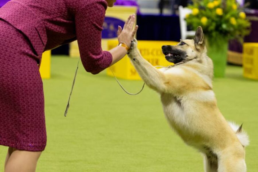 Junior Handler Octavia Stensen