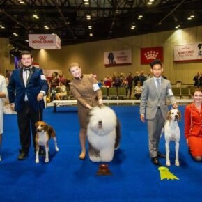 linda14 Left to right: Finals judge Linda Clark; Best Junior Handler and First Finalist: Noah Milam with CH Bydesign's Puerto Vallarta Dream (Harrier); Second Finalist: Taylor Johnson with GCHB CH Bugaboo's Let It Be (Old English Sheepdog); Third Finalist: Parker Lourier with GCHG CH Solivia's Defining Moment At Playlist (Pointer); Fourth Finalist: Octavia Stensen with GCHB CH Cultiva Cruisin For A Bruisin Pineapple Express (Norwegian Buhund); Junior Showmanship Finals awards at the AKC National Championship presen